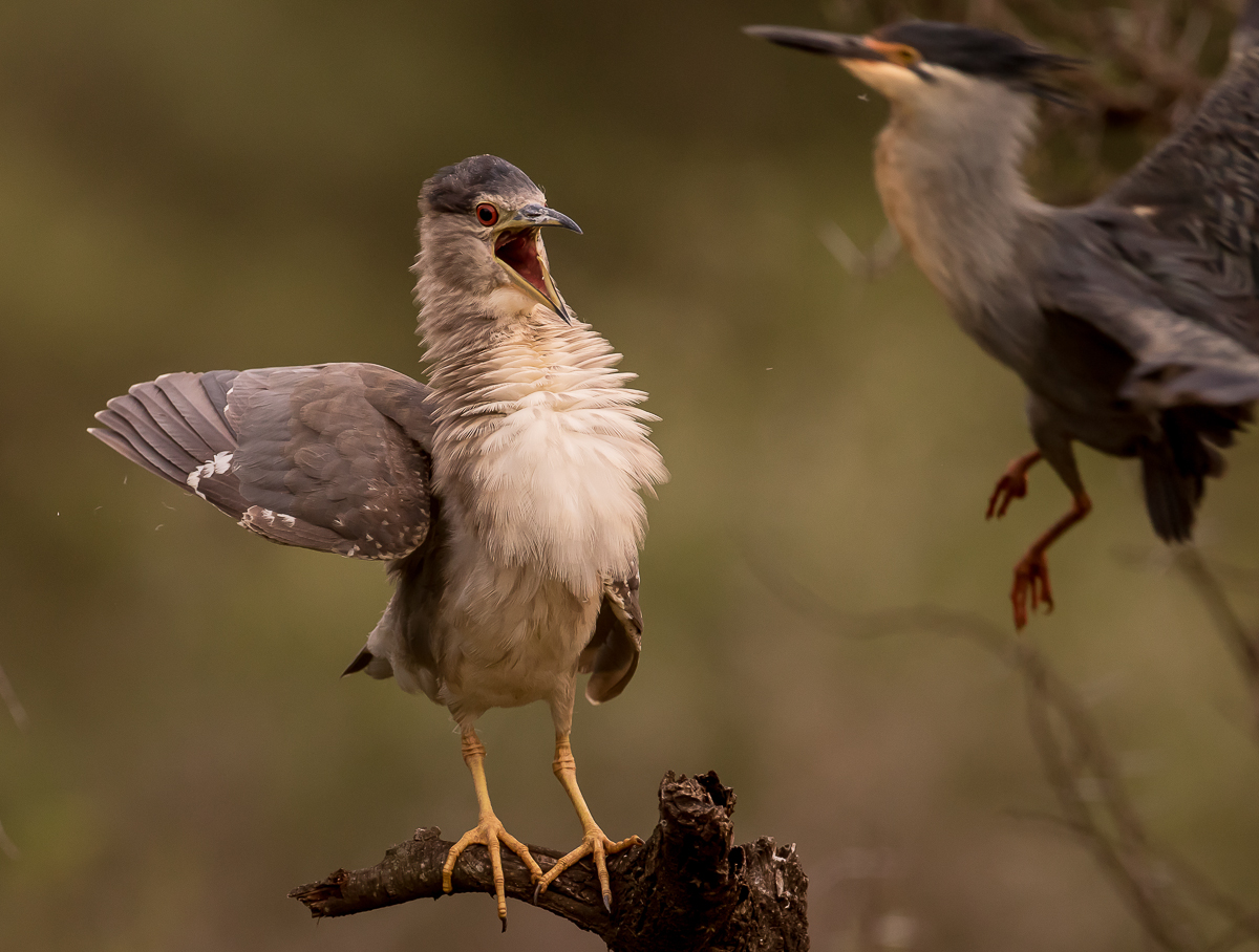 Black-crowned night heron being attacked by green-backed heron at sunset dam in Kruger National Park