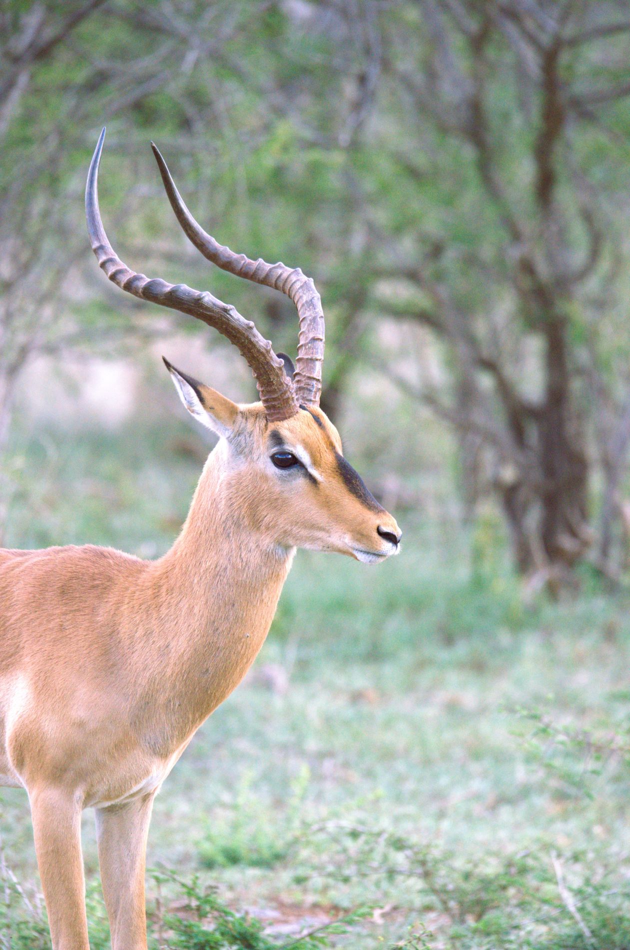 Black Face Impala seen at Motswiri Private Safari Lodge