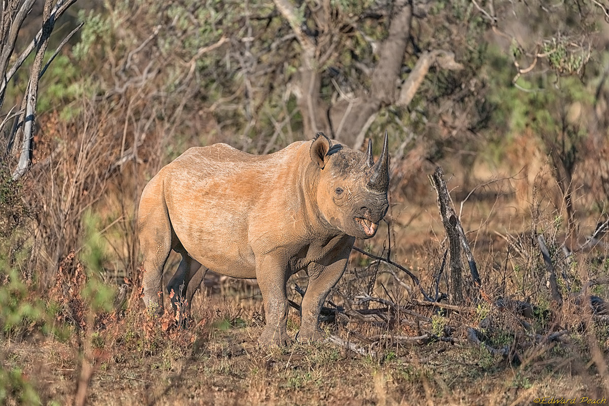 Pilanesberg black rhino