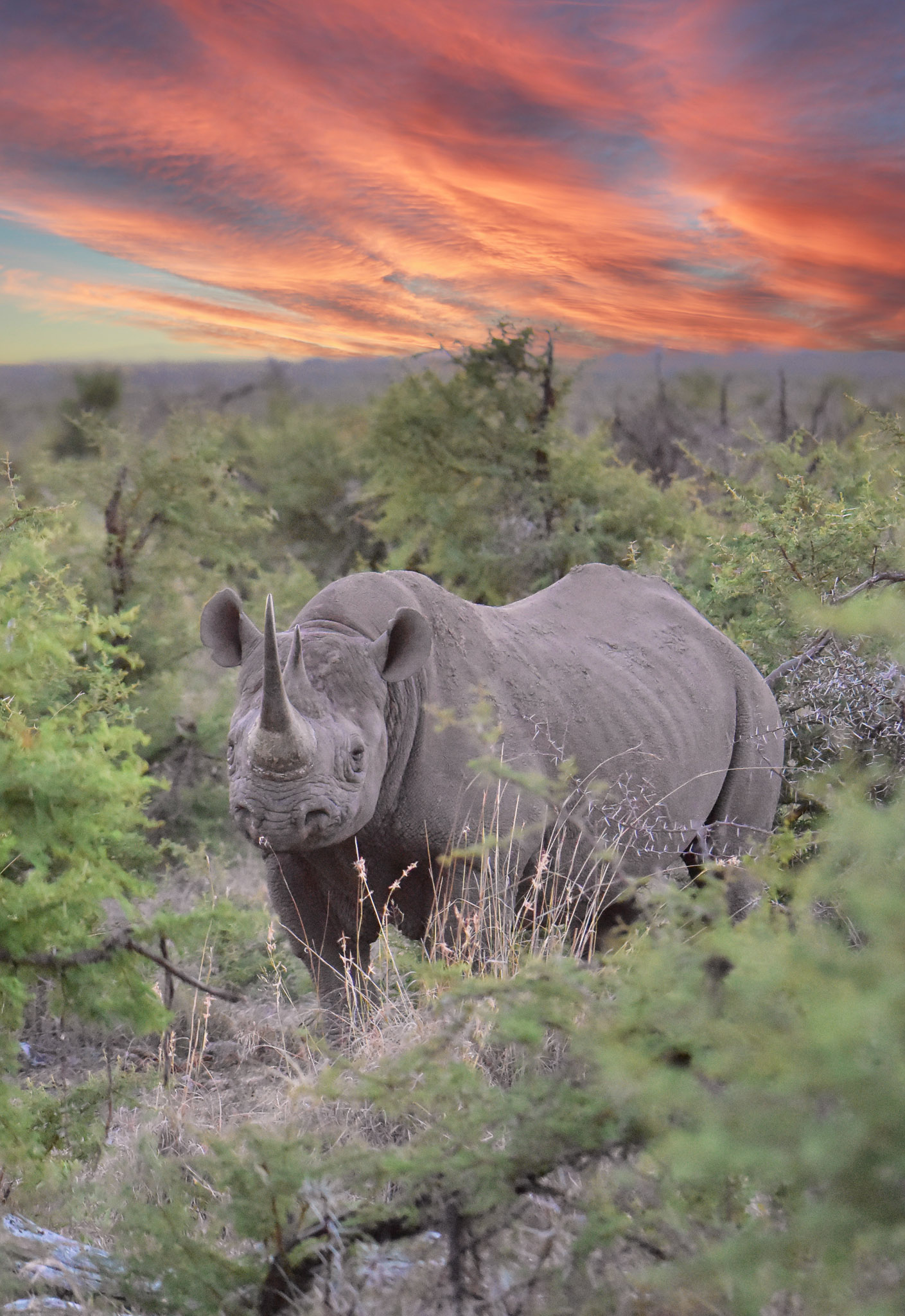 black rhino at sunset in Madikwe black rhino at sunset in Madikwe