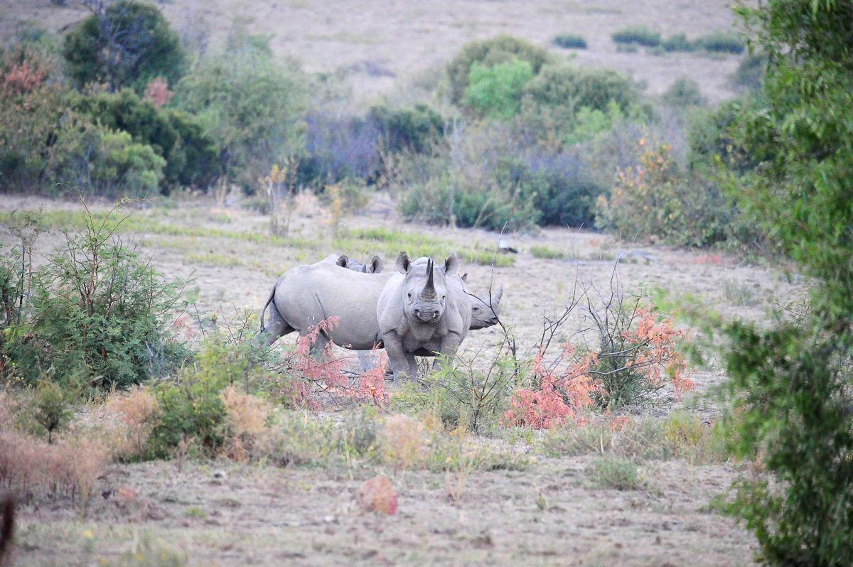 Black rhinos on our photographic Game Drive at Tshukudu