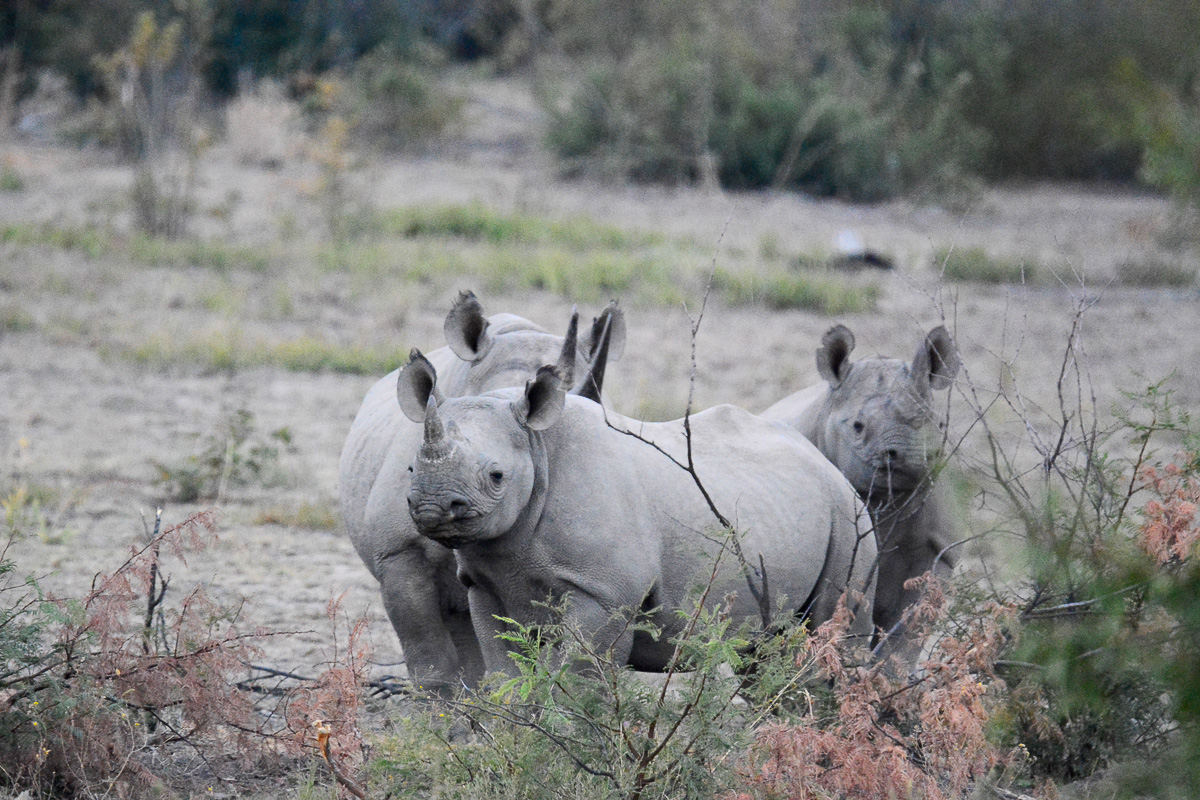 Black Rhinos in Pilanesberg