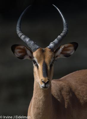Black-faced impala