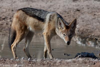 Black-backed jackal