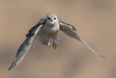 Black-shouldered Kite