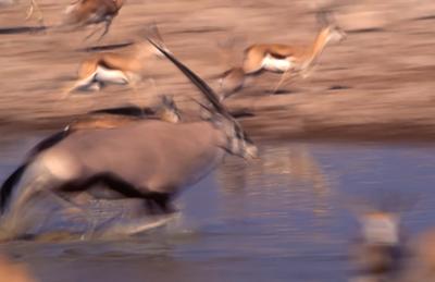 Gemsbok and Springbok blur