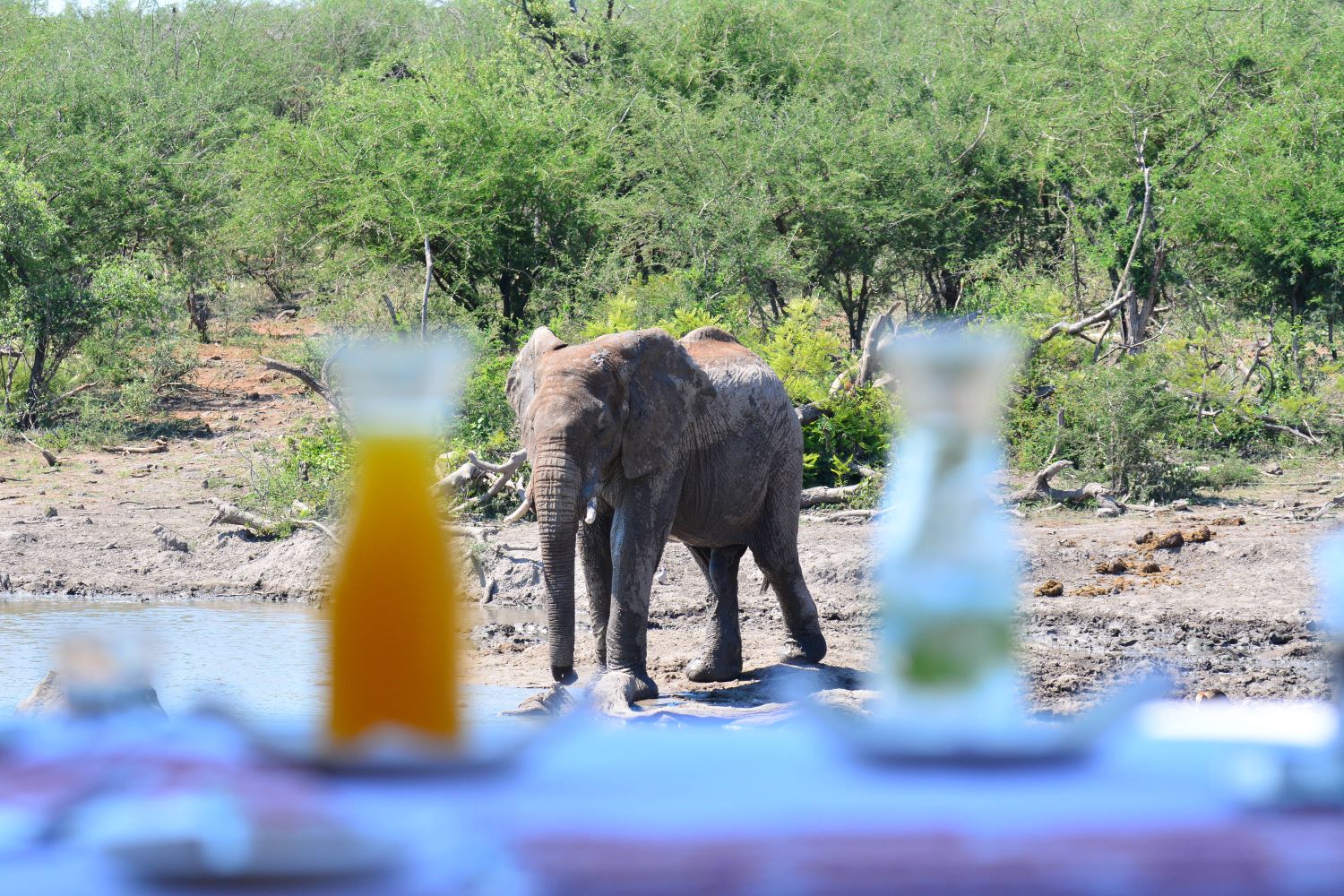 breakfast with elephant at Jamala breakfast with elephant at Jamala