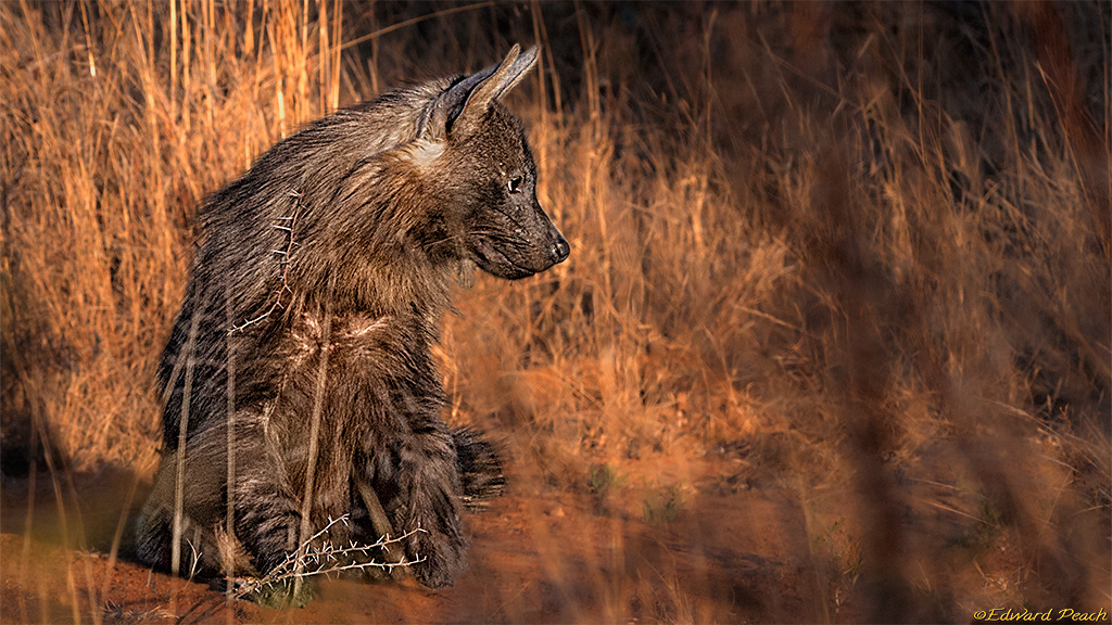 Brown Hyena in the Pilanesberg