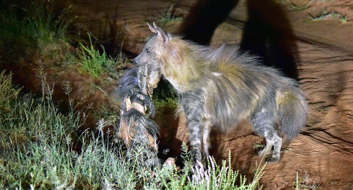 brown hyena at night