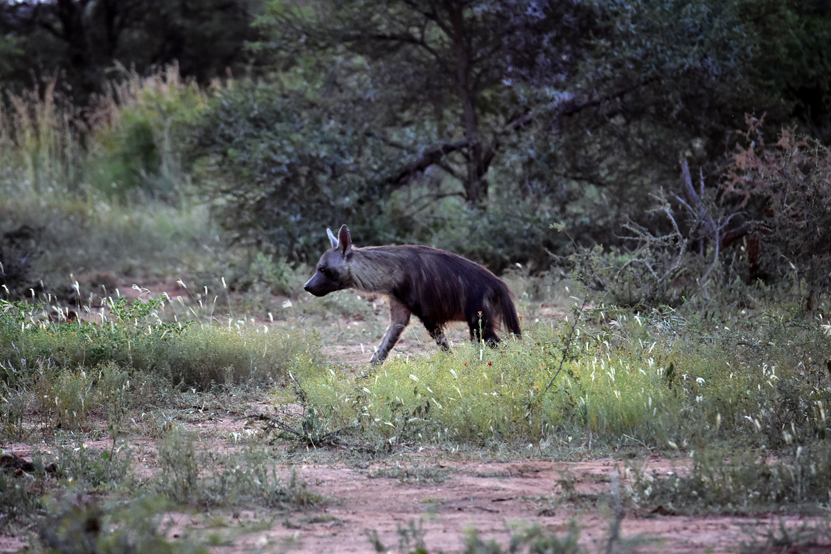 Brown hyena at Madikwe