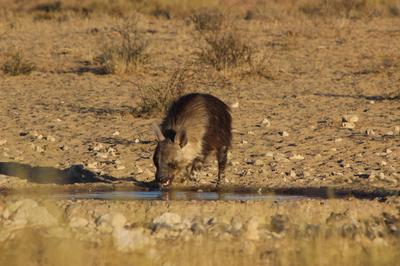 Hyena having a drink.