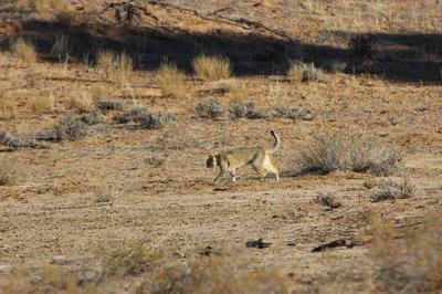Wild cat approaching.