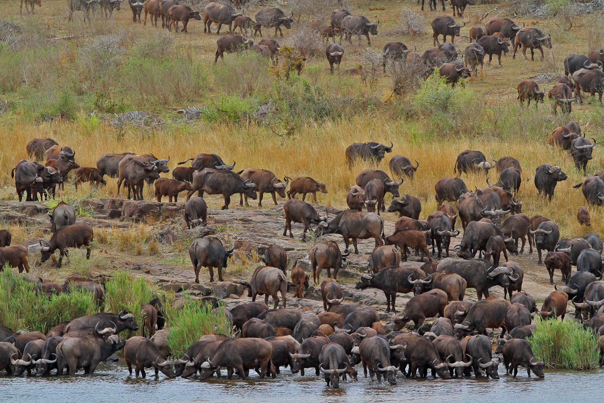 Big herd of Buffalo coming down to the Sabie River to drink in the Kruger National Park
