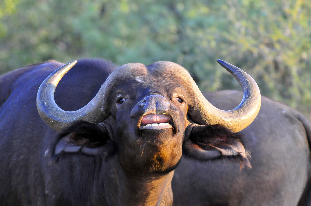 cape buffalo safaris in zimbabwe