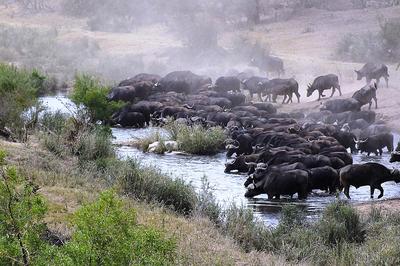 Buffalos drinking before stampede