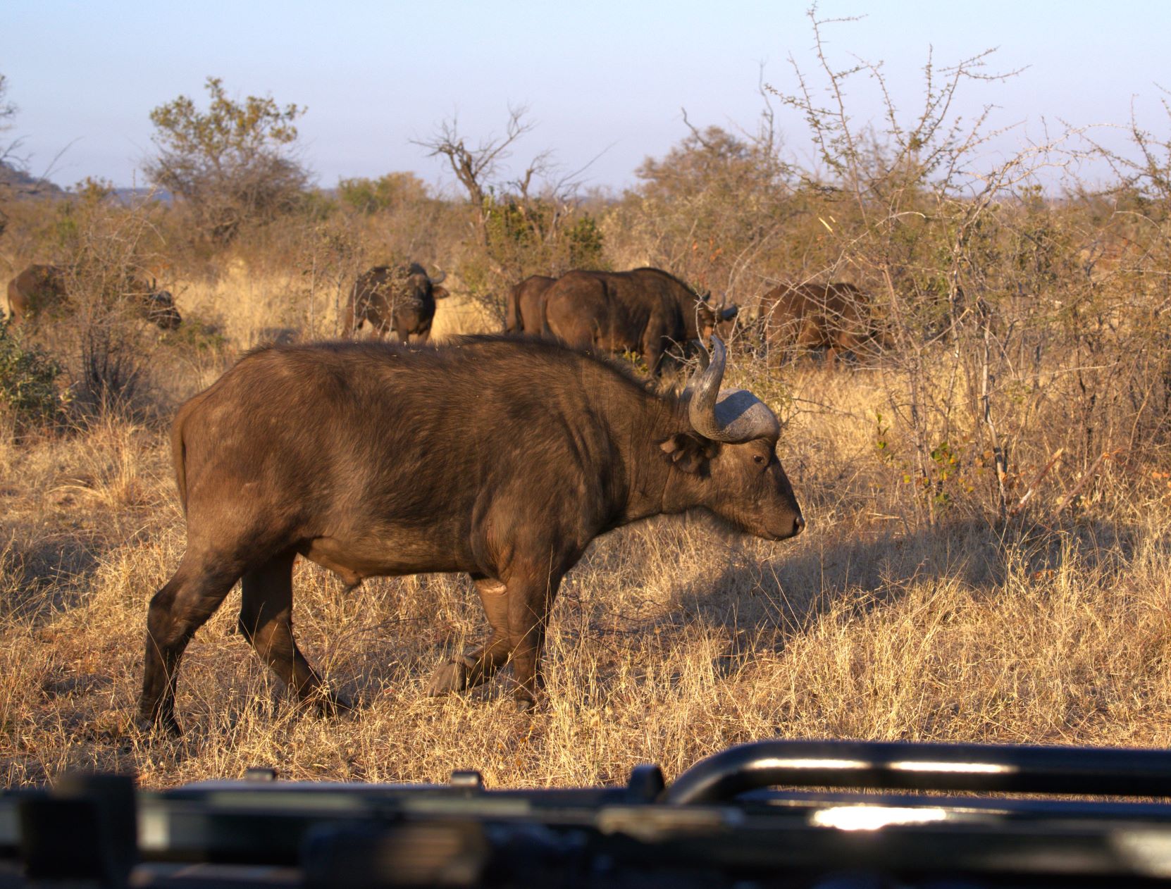 Buffalo image taken on game drive with Buffalo Ridge Lodge
