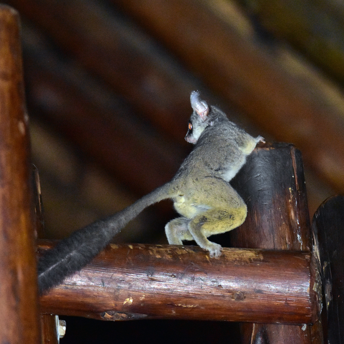 bush baby at Madikwe River Lodge