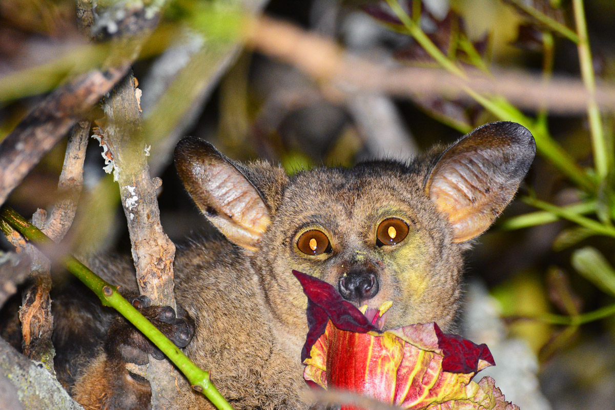 bush baby eating a sausage tree flower