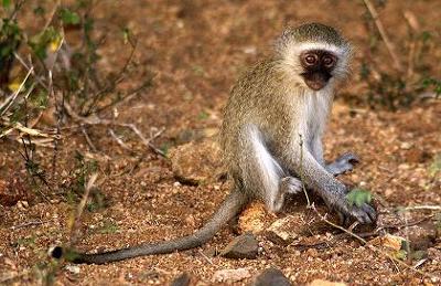 Vervet Monkey