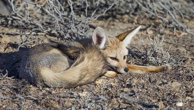 Cape Fox