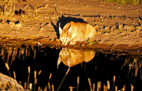 caracal at Urikaruus caracal at Urikaruus