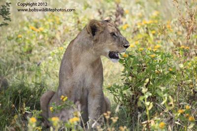 Lion Cub