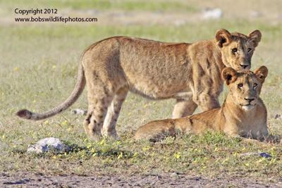 Two lion cubs