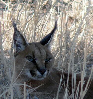 Caracal hiding from a jackal