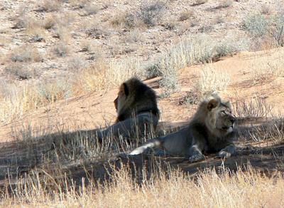 Lions relaxing in the shade