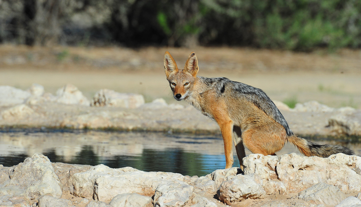 Jackal at Cubitje Quap waterhole