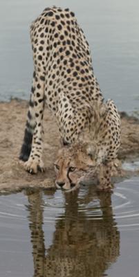 Cheetah slaking his thirst