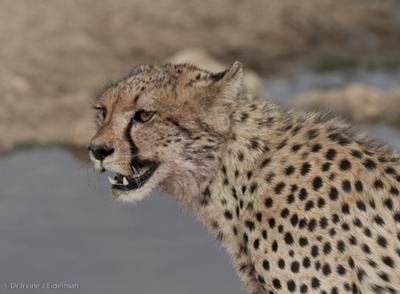 Cheetah after feeding