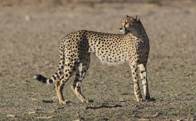Cheetah @ Rooiputs waterhole