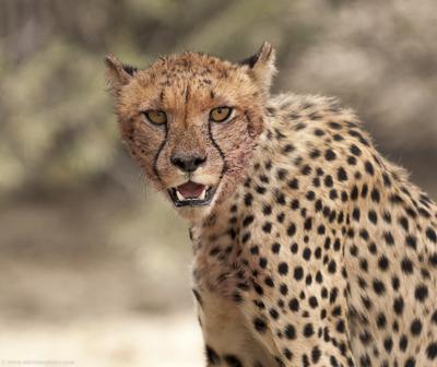 Cheetah Cub after a feed