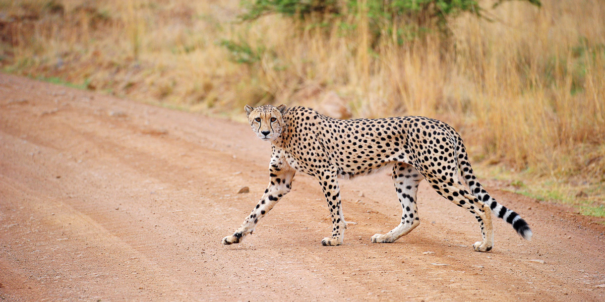cheetah crossing road in front of our game viewing vehicle