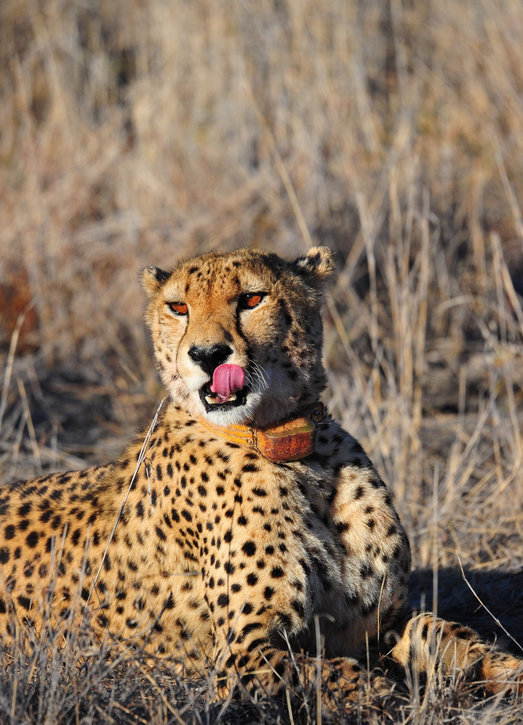 Cheetah taken on game drive while at Etali Safari Lodge