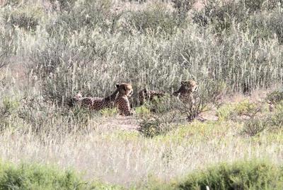 Cheetah as first seen