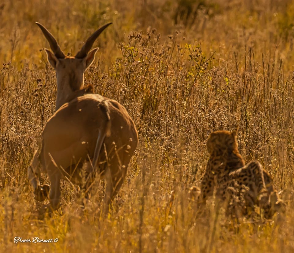 Cheetah chasing eland at Rietvlei