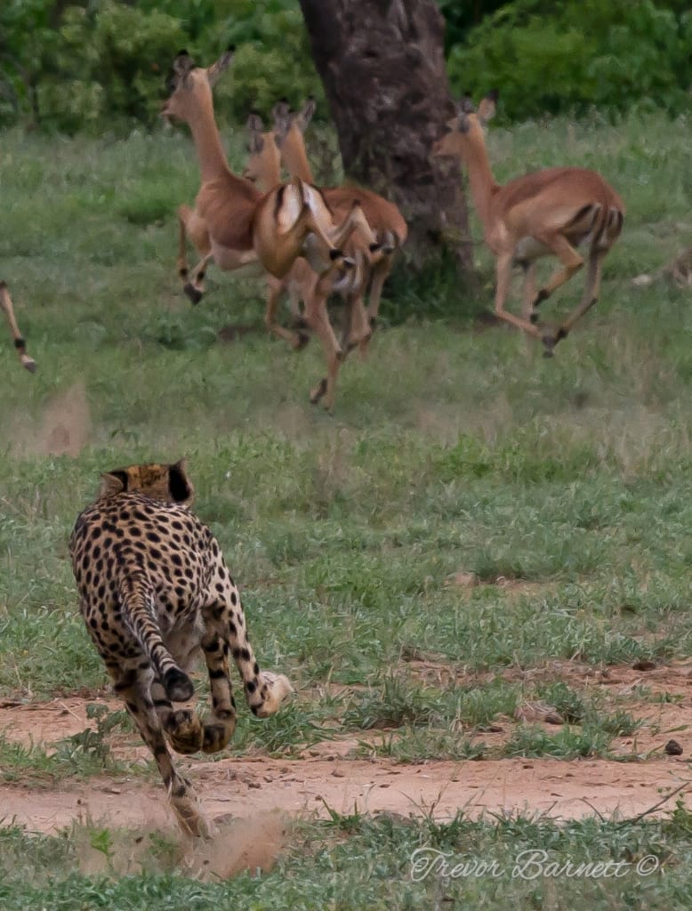 cheetah chasing impalas
