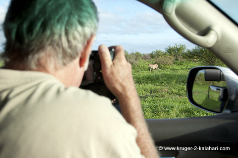 cheetah close to vehicle in Kruger Park cheetah close to vehicle in Kruger Park