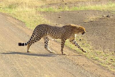 Elagance and grace on the move.