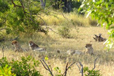 Tiring work in the midday sun.