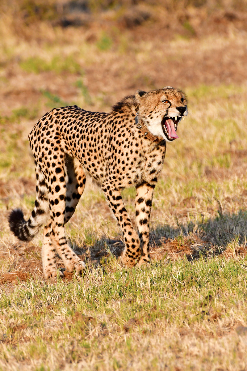 Felix the cheetah in Madikwe