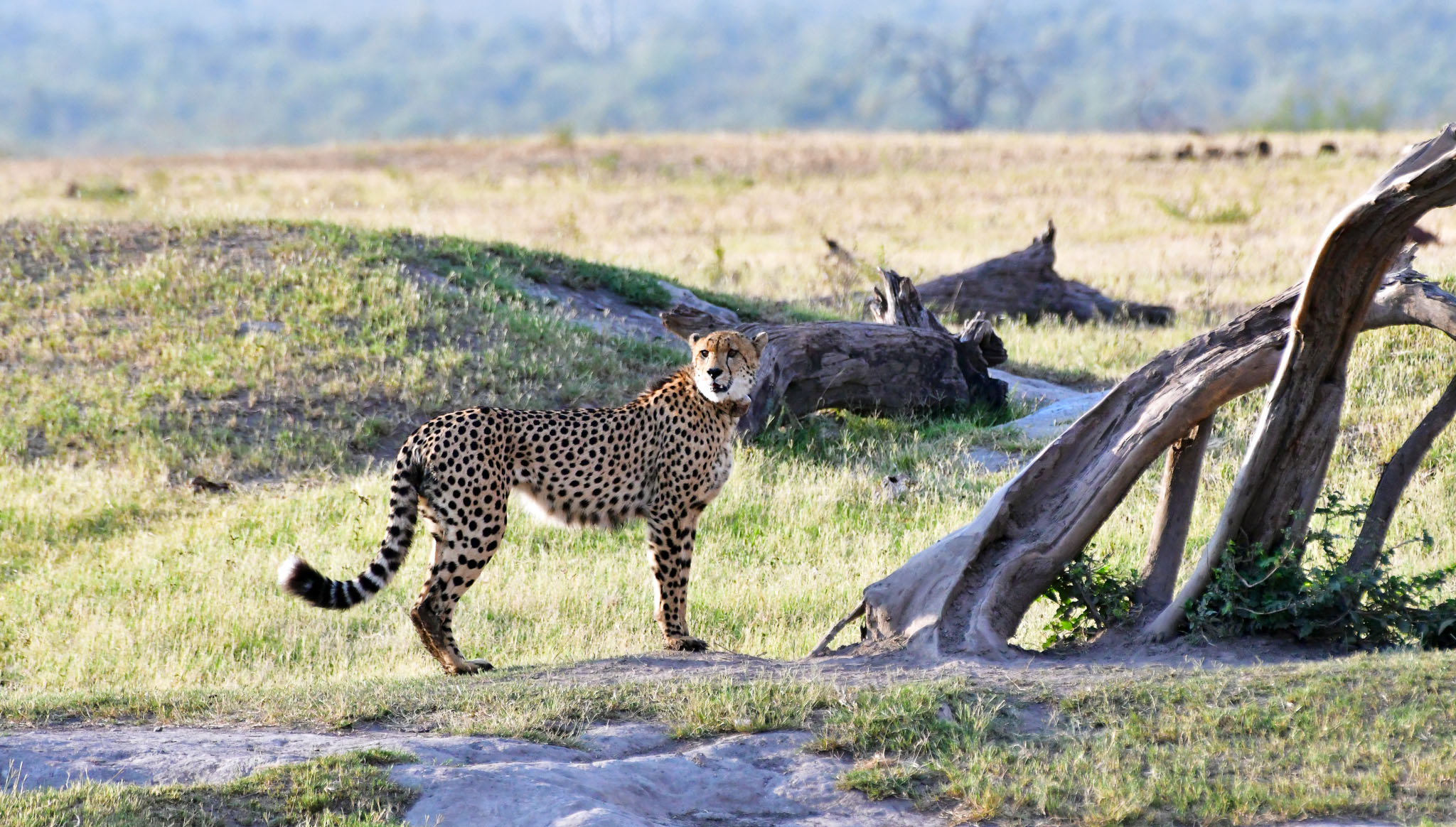 cheetah at eastern springs in Madikwe