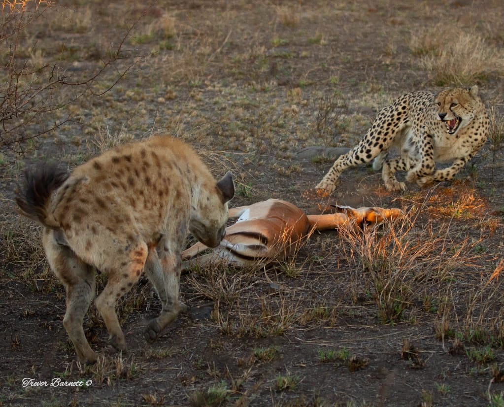 hyena stealing cheetah's meal