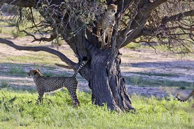 Cheetah in a tree 2