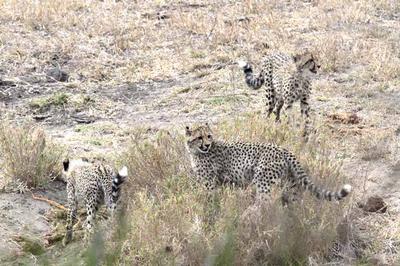 Cheetah and cubs off the S100