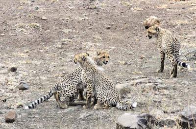 Cheetah cubs S100