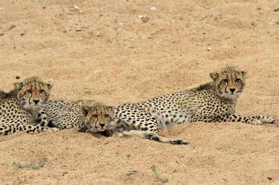 Cheeetah cubs in the sand