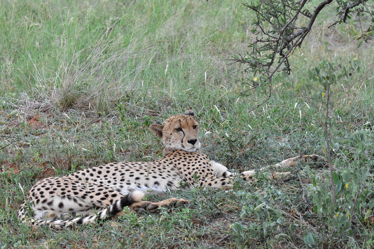 Cheetah that had his meal stolen by dark mane